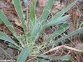 common yucca, Spanish bayonet, bear-grass, needle-palm,silk-grass, spoon-leaf yucca